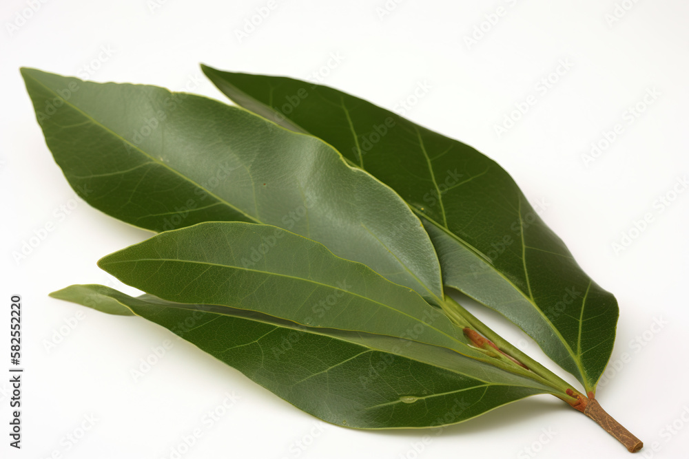 Bay leaf herb pictures showcase the aromatic and green leaves of the