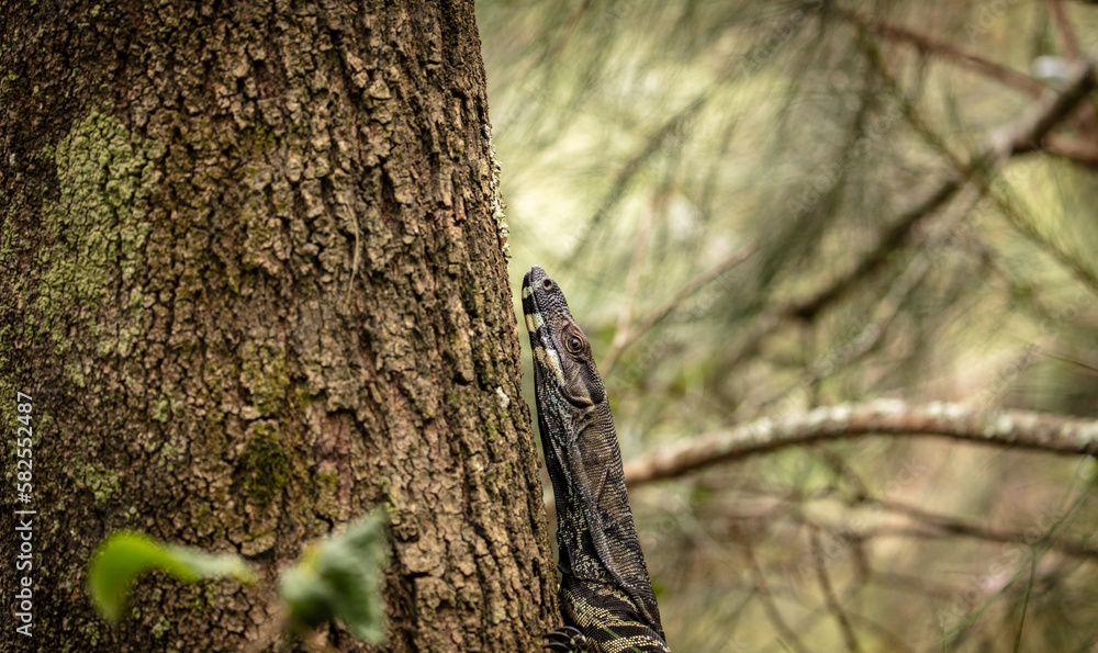 Obraz premium A Goanna in the Northern Beaches of Sydney, Australia, climbing a tree and then walking off into the distance