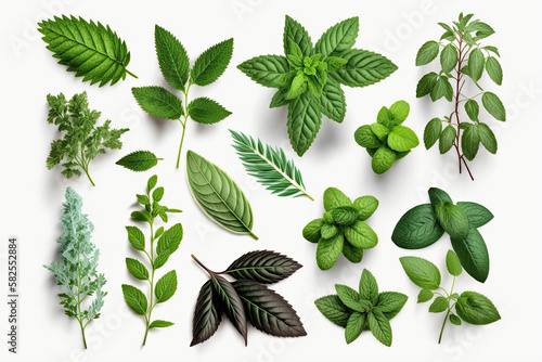  Fresh mint melissa thyme leaves,generative artificial intelligence