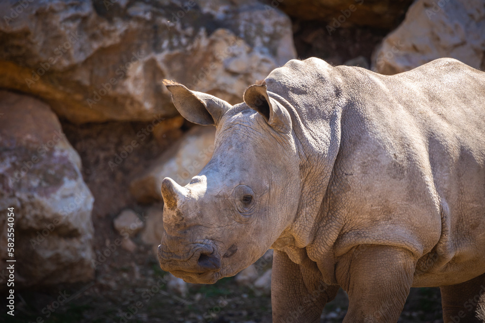jeune rhinocéros dans un parc animalier jeune rhinocéros dans un parc animalier