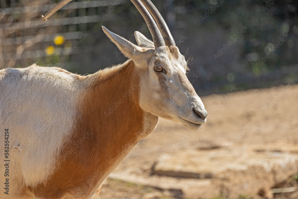 portrait d'oryx algazelle en gros plan