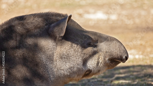 portrait d'un tapir en gros plan