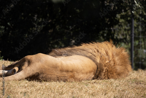 lion de dos, allongé sur le sol photo