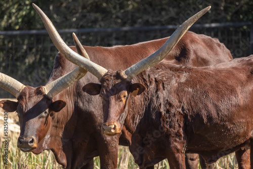 Watusi (ankole) race de bœuf africain photo