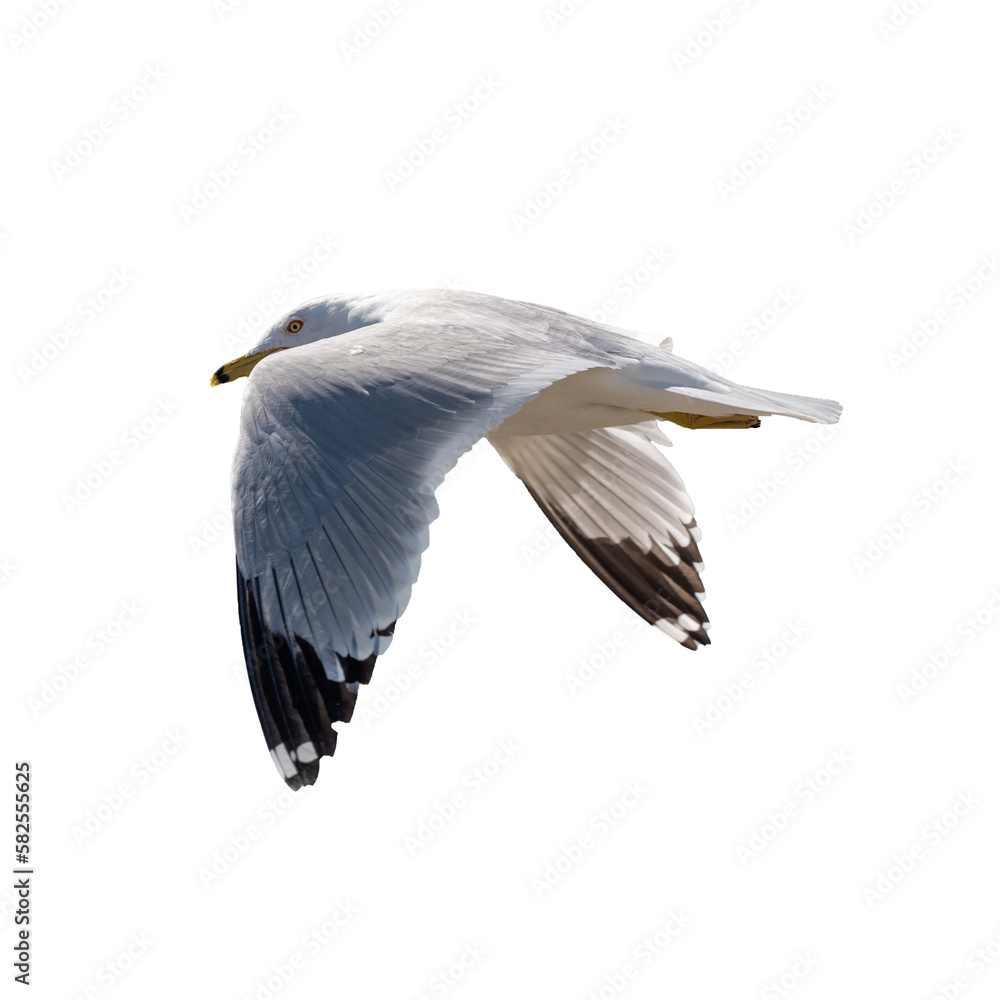 seagull in flight- transparent background seagull in flight- transparent background