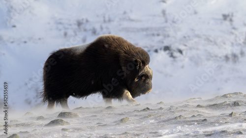Musk ox (Ovibos moschatus) in winter landscape in Dovre national park, Norway