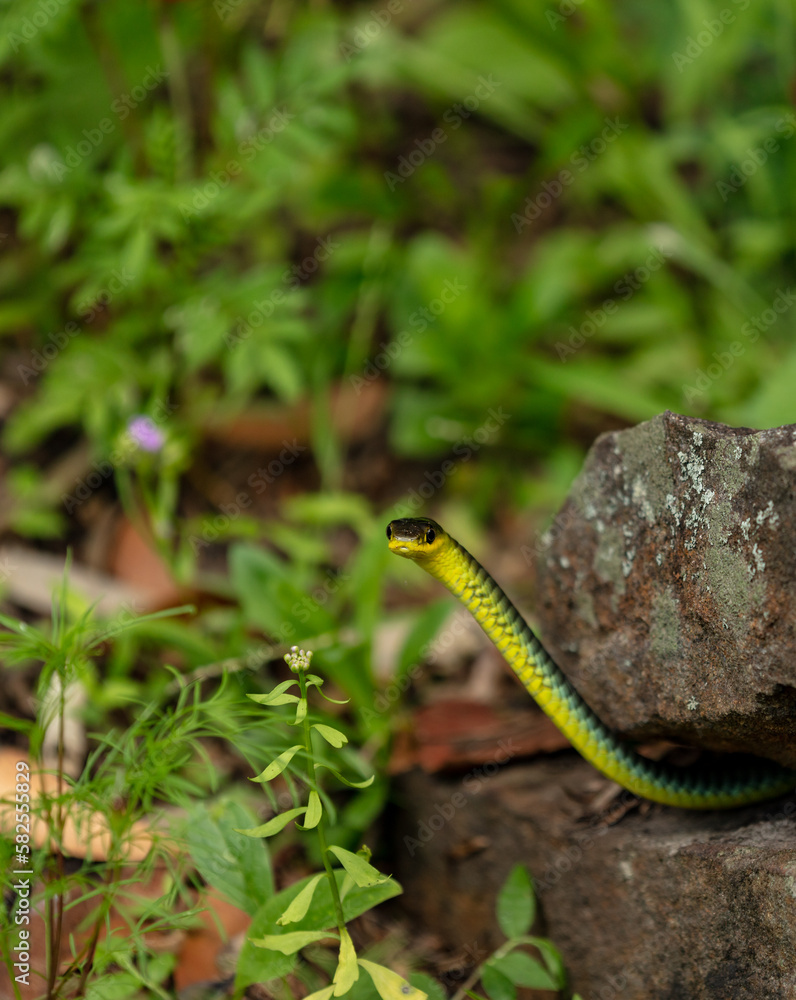 Fototapeta premium Beautiful Australian Green Tree Snake found amongst the grass and flowers in my backyard in North Narrabeen on the Northern Beaches of Sydney in Australia