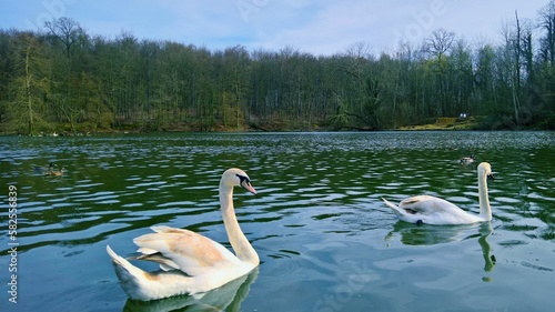 swans on the lake (ID: 582556839)