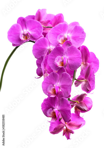 Fototapeta Naklejka Na Ścianę i Meble -  PNG, A branch of a blooming lilac orchid. isolate on white background