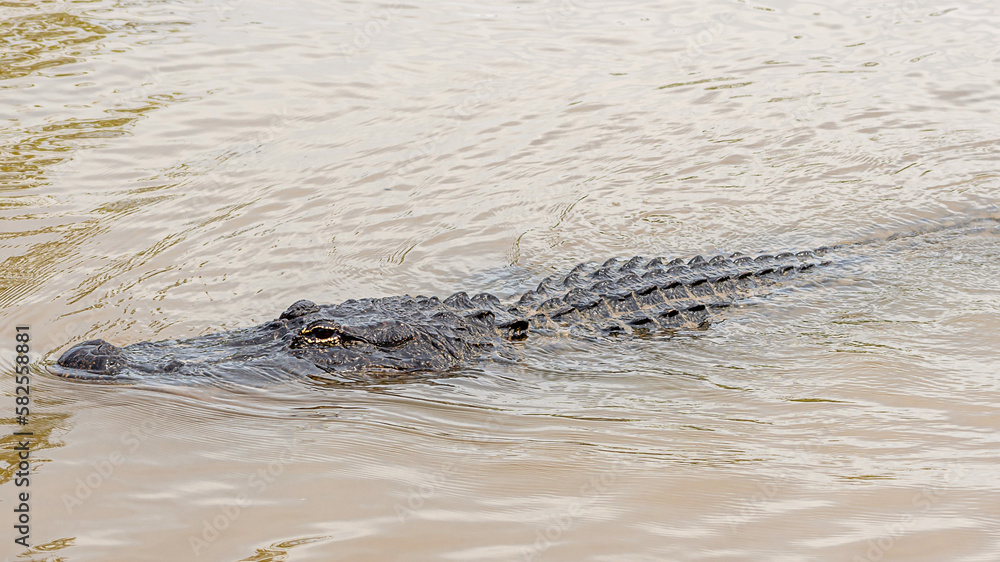 Fototapeta premium See you later, alligator 
