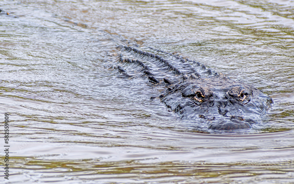 See you later, alligator See you later, alligator