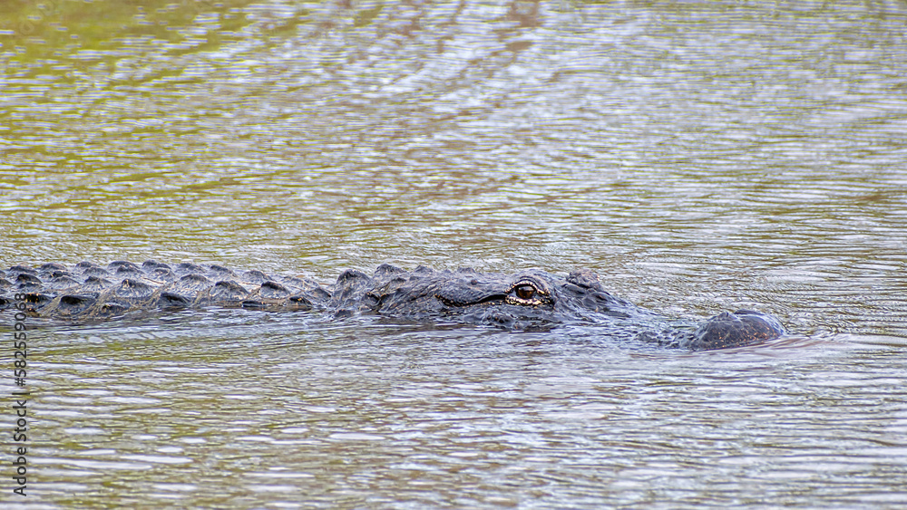 Fototapeta premium See you later, alligator 