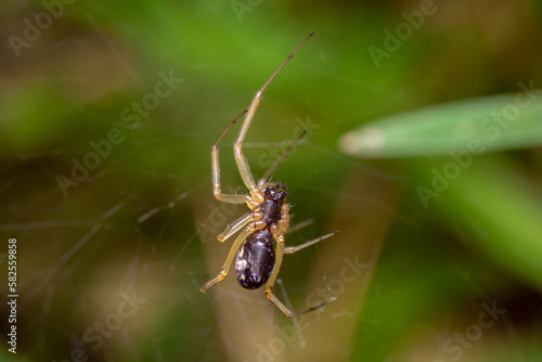 spider on a leaf