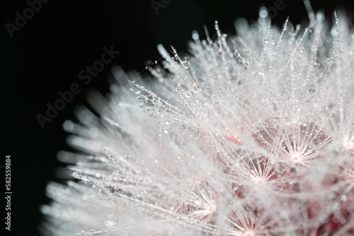 Dandelion in macro