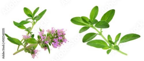 flowering twig thyme spice isolated on white background
