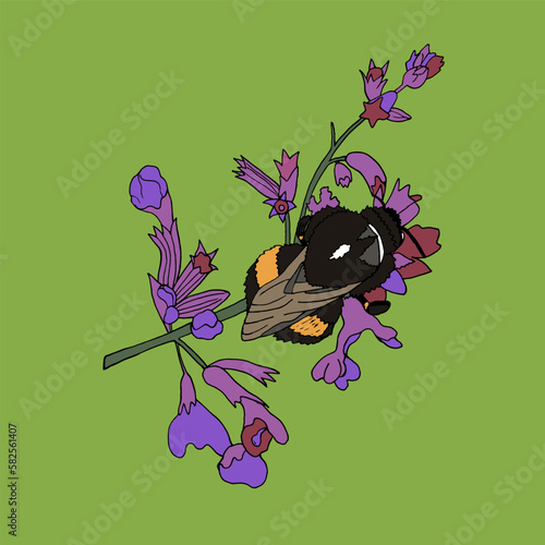 Big funny bumblebee is sitting on a beautiful pink color. Vector illustration of an insect collecting pollen and nectar.