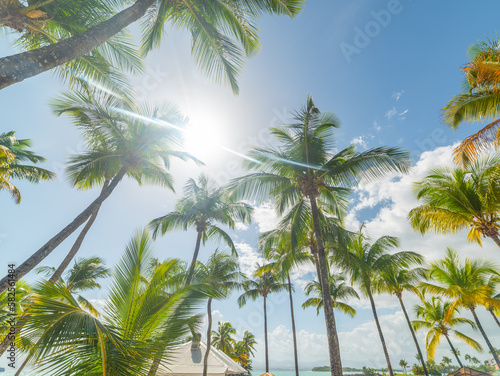 Palm trees under a shining sun in Bas du Fort beach