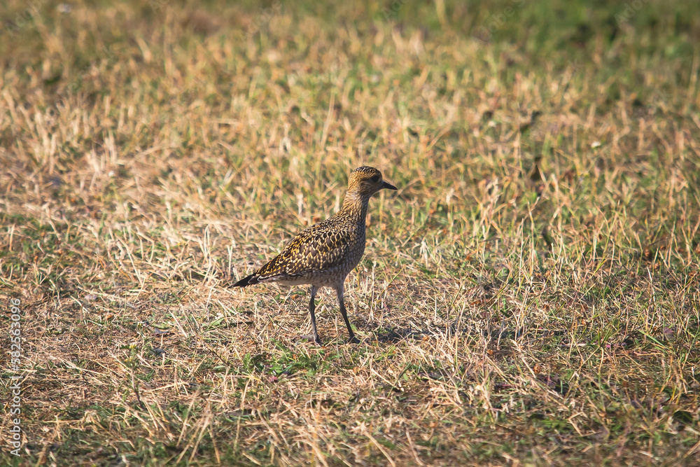 Portrait of european golden plover bird, Pluvialis apricaria, Golden bird in the field, summer sunny day Portrait of european golden plover bird, Pluvialis apricaria, Golden bird in the field, summer sunny day