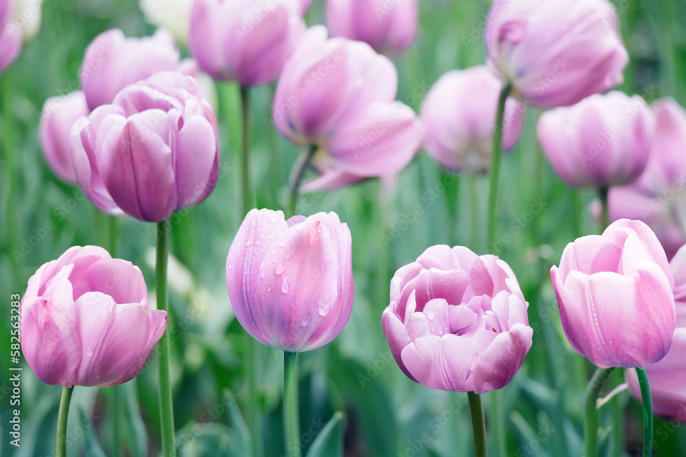Spring pink tulip flowers, macro