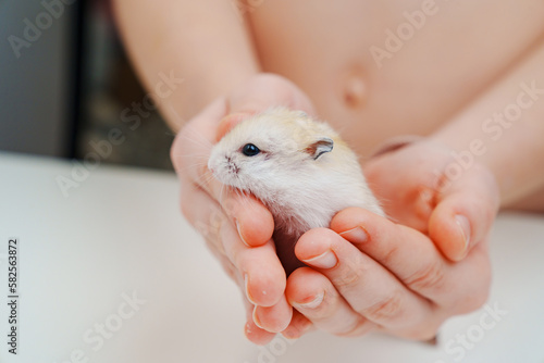 a small white with a red hamster in children's hands. photo