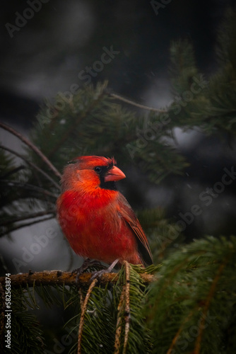 Beautiful cardinal © AGrandemange