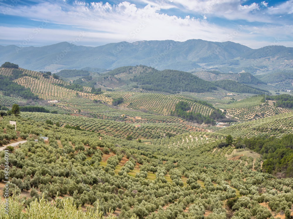 Olive trees plantation in Cazorla mountain range,  Spain