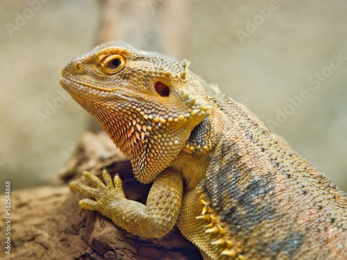 Bearded dragon reptile side portrait