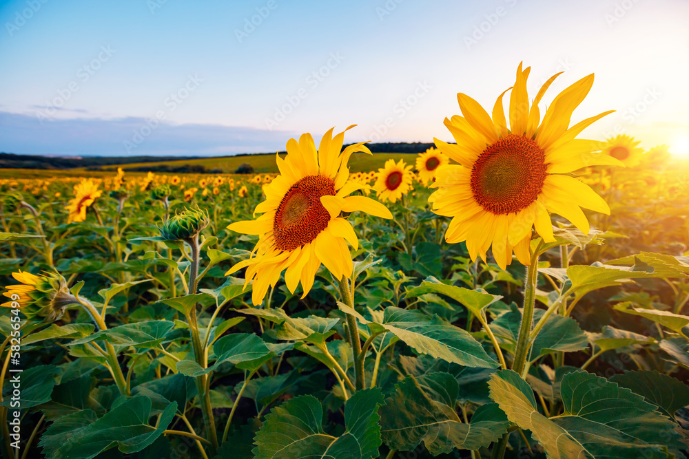 Obraz premium Idyllic scene with bright yellow sunflowers close up on a sunny day.