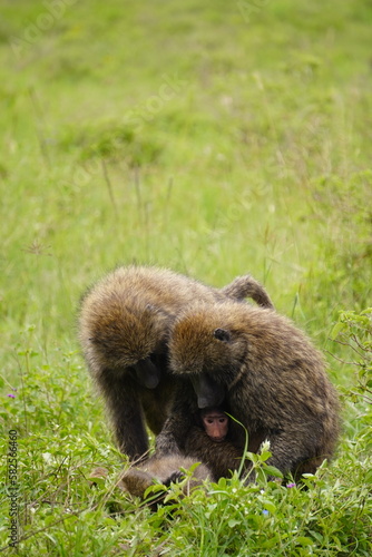 2 Baboons with a baby