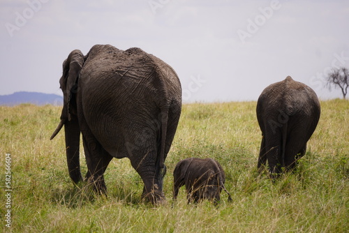 Canvas Print elephants walking in the grass