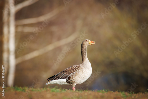 a close up of a greylag goose in spring