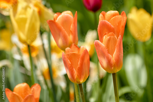 Orange Tulips in Bloom