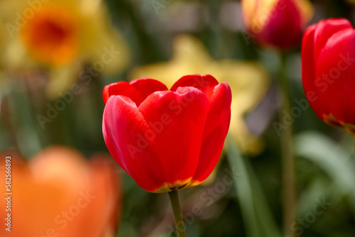 The Red Tulip Stands Out