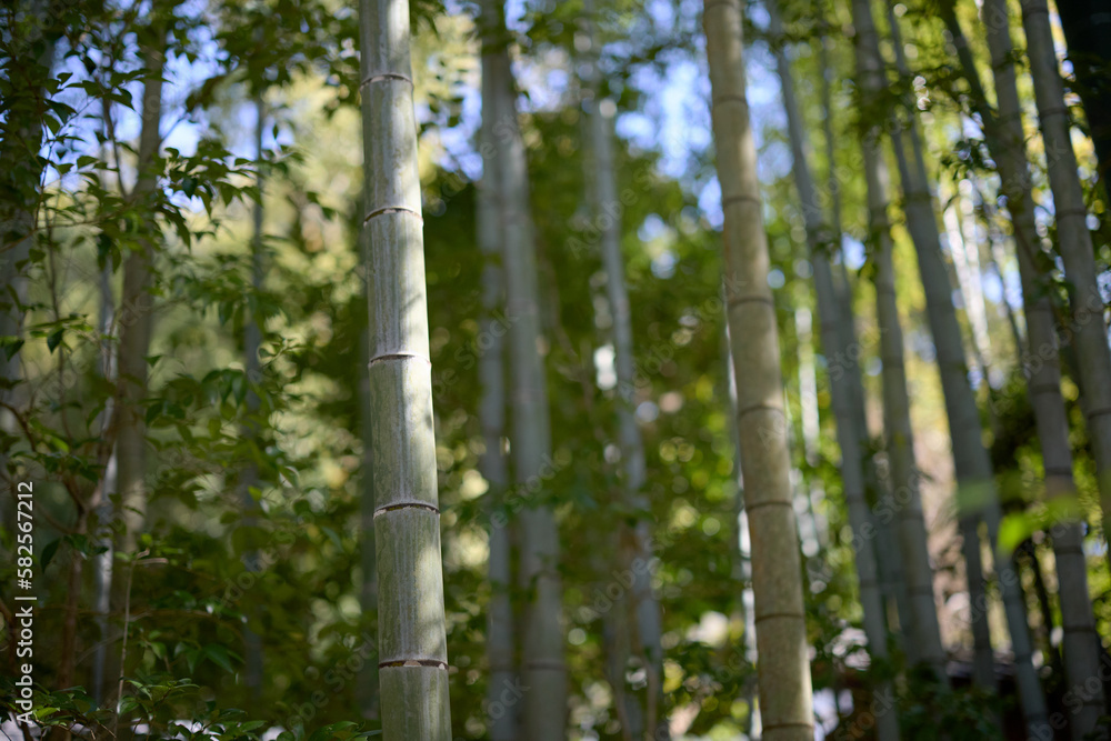 Fototapeta premium 竹林