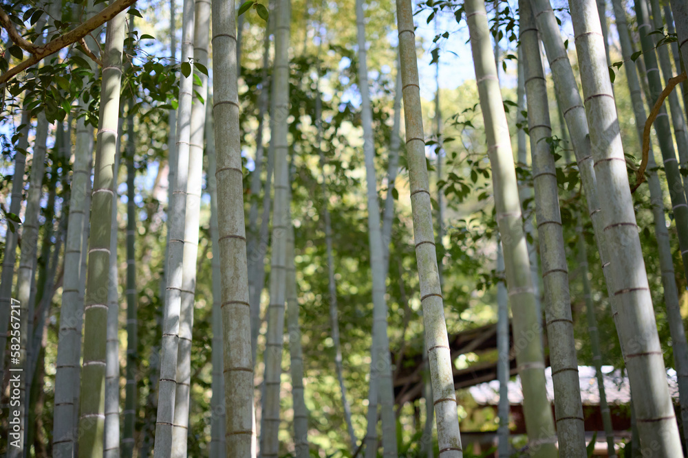 Fototapeta premium 竹林