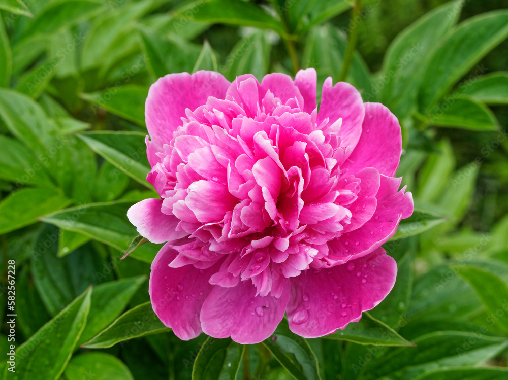 Pink peony in bloom