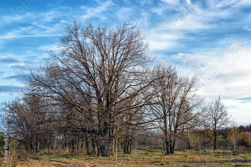 Oak grove in spring in the center of Russia