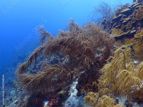 Obraz na plátně Blue ocean and healthy rich coral reef
