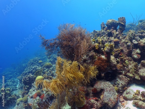 Tropical colorful seascape with blue ocean and coral reef. Corals and fish in sea, healthy ecosystem. Underwater photography from scuba diving on reef. Vivid aquatic life.