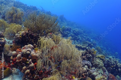 Tropical blue ocean and healthy colorful reef. Coral reef seascape. Underwater photography from scuba diving. Marine wildlife. Blue sea and corals.