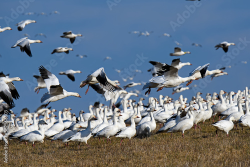 Snow geese landing on a grass hill side in the late afternoon sun during spring migration at Middle Creek Wildlife Management Area. They are a species of goose native to North America.