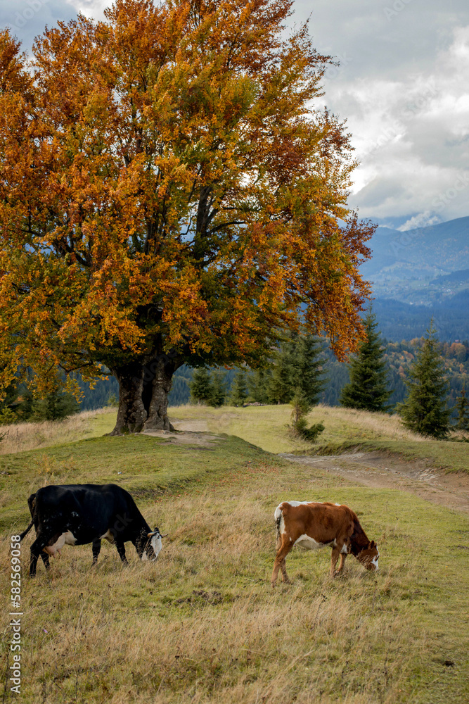 A black and white cow with a calf grazes on a meadow in the mountains near the forest. Beautiful autumn landscape. A black and white cow with a calf grazes on a meadow in the mountains near the forest. Beautiful autumn landscape.