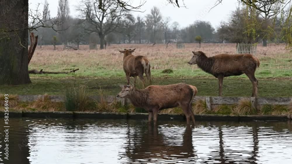 Small herd of deer by Bushy Park ponds in Surrey Small herd of deer by Bushy Park ponds in Surrey