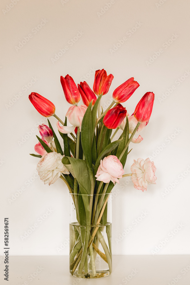 Obraz premium Pink and red tulips in a vase on a white background. Real flowers in the house for spring feelings