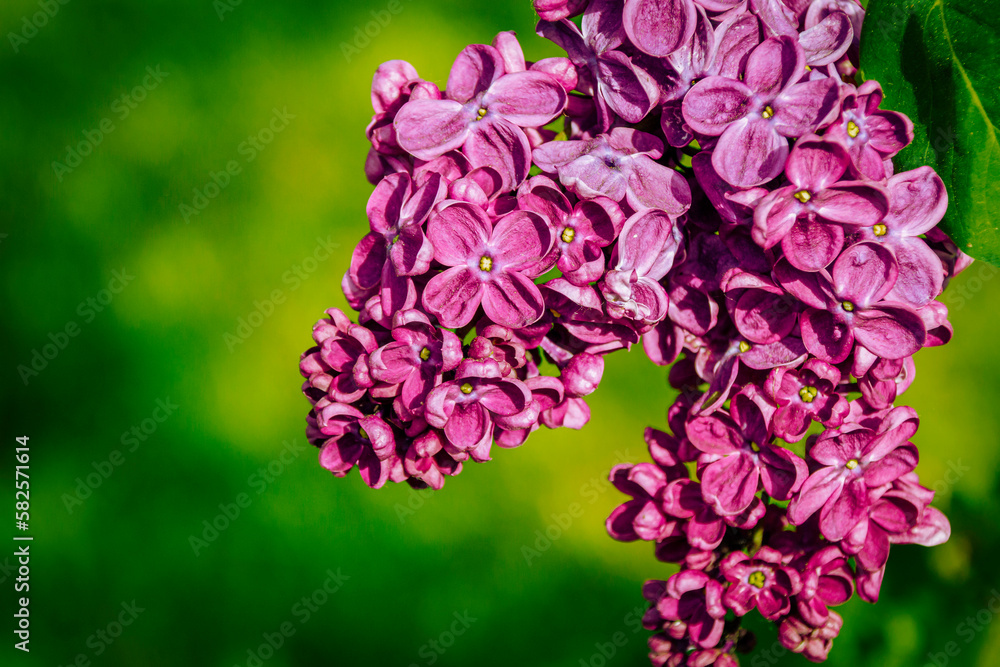 beautiful lilac flowers branch on a green and yellow background, natural spring background, soft selective focus. beautiful lilac flowers branch on a green and yellow background, natural spring background, soft selective focus.