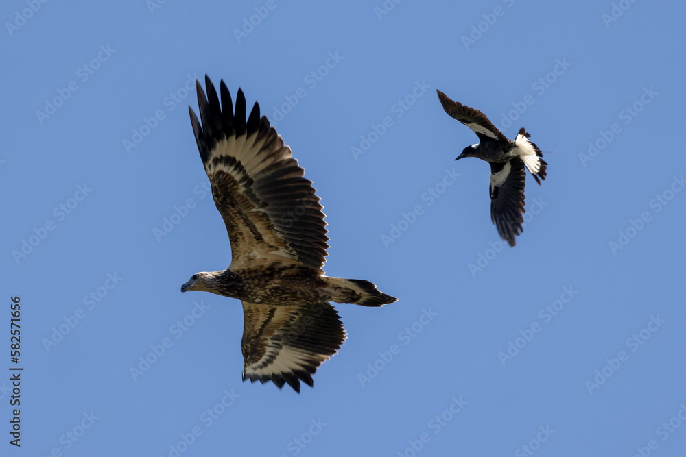 Obraz premium Australian Magpie chasing off a White-bellied Sea Eagle