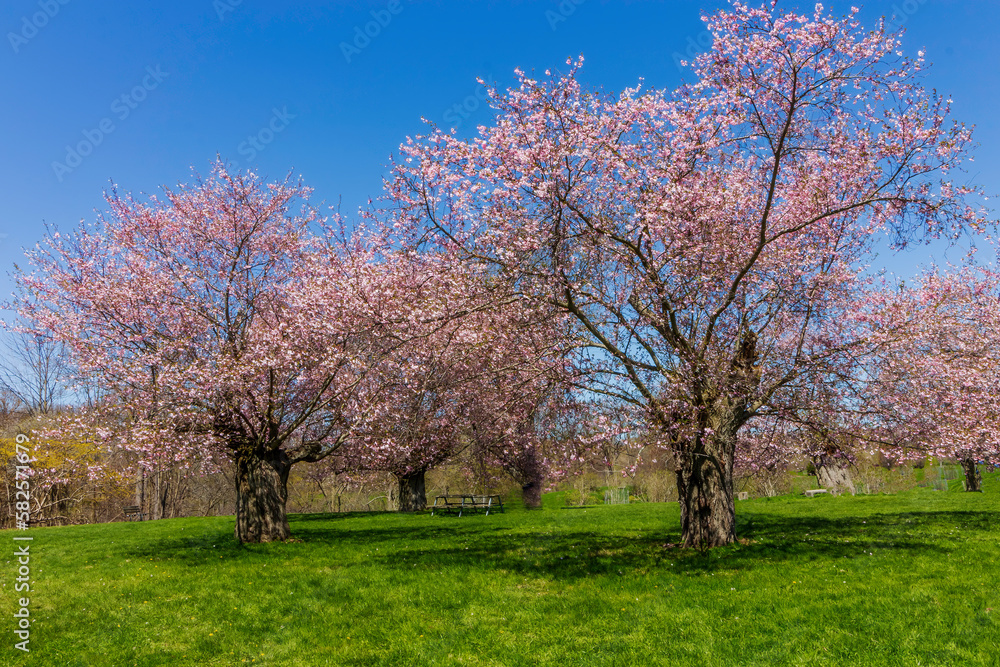 Spring Cherry blossom trees in the park