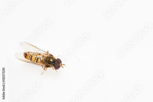 Episyrphus balteatus, sometimes called the marmalade hoverfly.