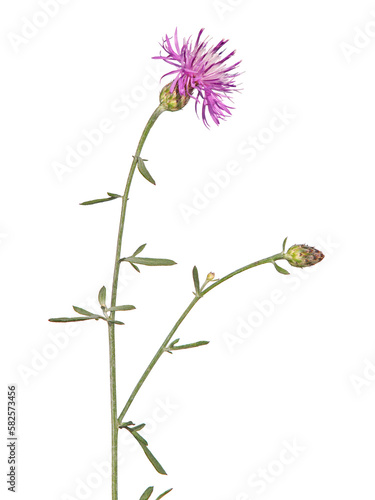 Papier peint Spotted knapweed blooming plant isolated on white, Centaurea stoebe