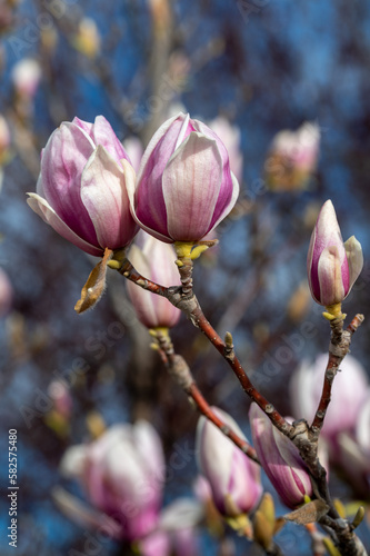 Detail of Magnolia soulangeana flowers on a sunlit branch